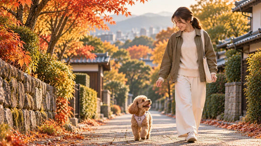 秋の住宅街を愛犬と散歩する女性